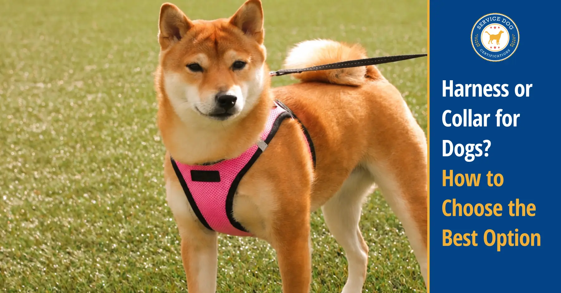 Harness vs Collar for Dogs
