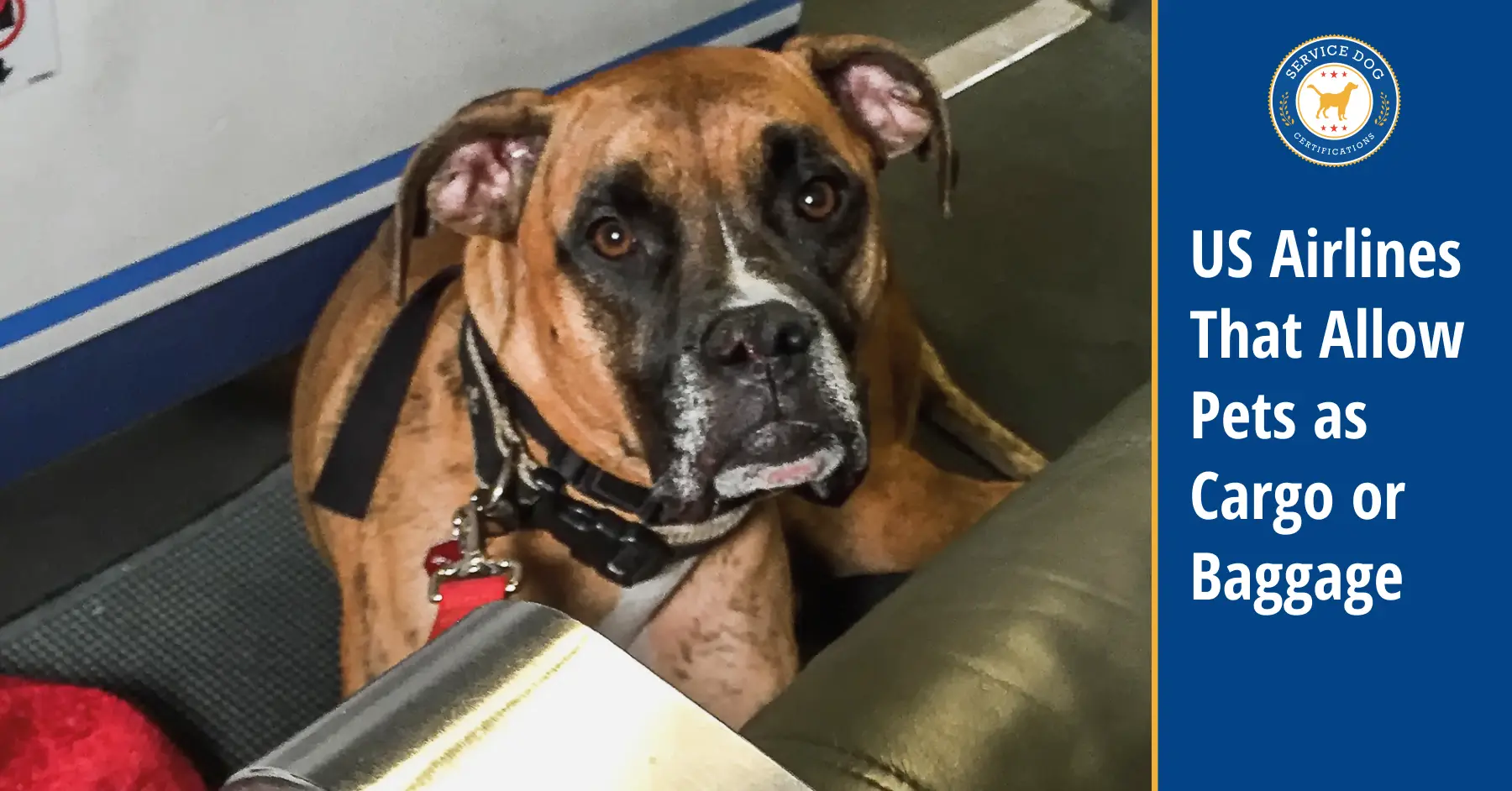 Which US Airlines Accept Pets as Cargo or Baggage?