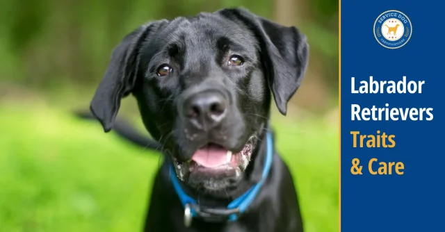 Labrador Retriever: Breed Overview