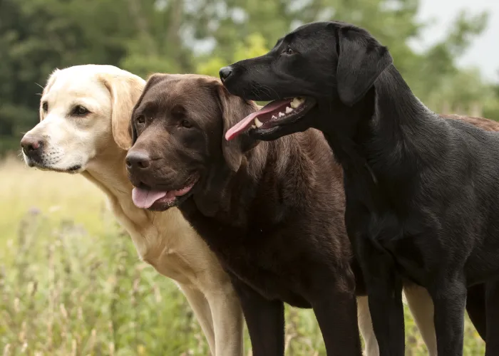 Labrador Retriever: Breed Overview